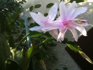 Pink Christmas Cactus Flower Photo of Pink Christmas Cactus Flower