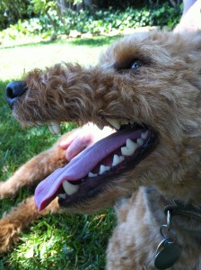 Cardiff Shows Off His Pearly White Teeth Photo of Cardiff Shows Off His Pearly White Teeth