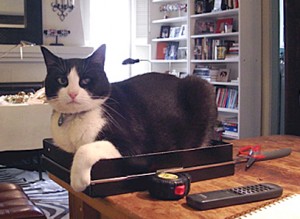 Photo of Leo Flatow Mans His Desk at Joolz Hayworth