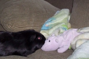 Photo of Piggy Kisses Purple Pig