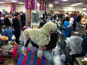 Photo of Standard Poodle with Corded Coat in Benching Area