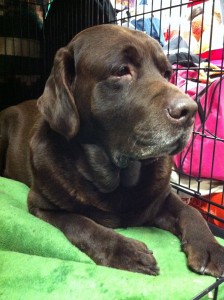 Photo of Chocolate Labrador Retriever Westminster 2011