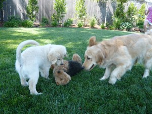 Photo of Cardiff Boomer and Chloe Have Their Own Version of Puppy Bowl