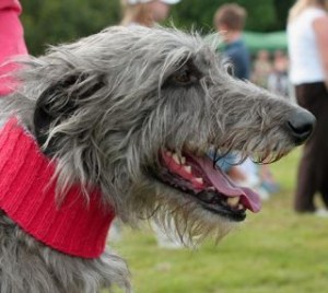 Photo of Scottish Deerhound Courtesy of Creative Commons Me'nthedogs