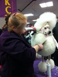 Photo of White poodle hairspray WKC