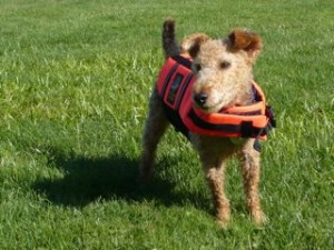Photo of Cardiff Wears a Life Preserver in Preparation for a Water Disaster
