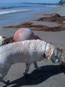 Photo of Carlos at the Beach