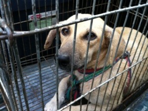 Photo of Amazon Cares Street Dog Cage Peru 