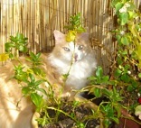 Photo of Cat Martin Plant Outdoors