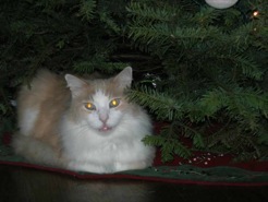Cat Martin Under the Xmas Tree Photo of Cat Martin Under the Xmas Tree