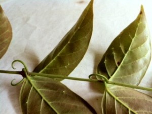 Cats Claw Plant Photo of Cats Claw Plant