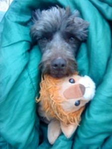 Photo of Chocolatito Green Blanket Lion Toy