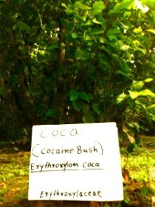Coca Cocaine Plant Photo of Coca Cocaine Plant