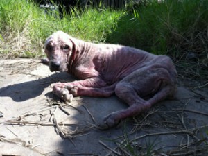 Photo of Elephant Dog Malzan Peru