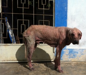 Photo of Elephant Dog Standing Malzan Peru