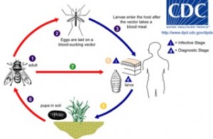 Photo of Myiasis Life Cycle Bot Fly CDC