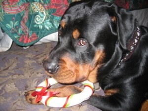Photo of Nitro Rottweiler With White Ring Toy