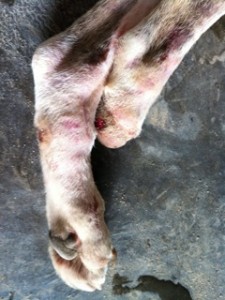 Photo of Trippy Amazon Cares Street Dog Feet