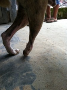 Trippy Amazon Cares Street Dog Standing Photo of Trippy Amazon Cares Street Dog Standing
