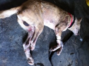 Trippy AC Street Dog Surgical Recovery Photo of Trippy AC Street Dog Surgical Recovery