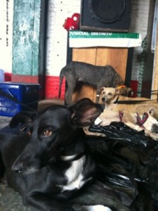 Photo of Amazon Cares Street Dogs Recovery Peru