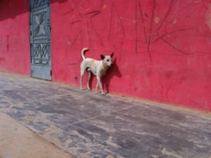 Photo of Amazon Cares White Street Dog Red Wall Peru