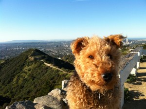 Photo of Cardiff Long Hair Runyon Canyon