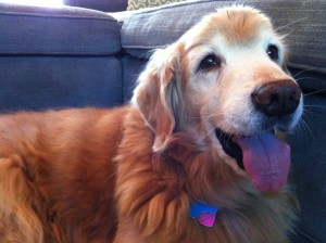 Photo of Riley Smiling Pink Tongue