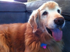 Riley Smiling Pink Tongue Photo of Riley Smiling Pink Tongue