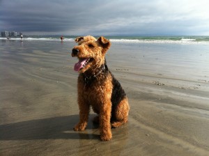 Photo of Cardiff Coronado Island Beach San Diego CA