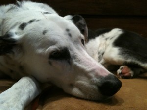 Photo of Gromit Rests During Acupuncture Treatment