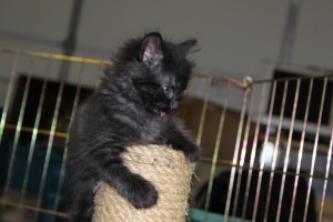 Photo of Cute Kitten On Sisal Rope Tower