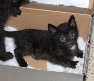Photo of Kitten Up for Adoption Black White Blue Eyes