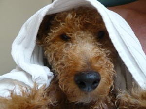 Photo of Cardiff Wan Kenobi Post Bath