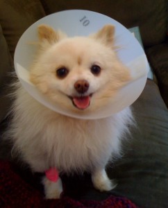 Photo of Monster Elizabethan Collar