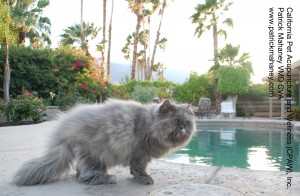 Photo of Zsa Zsa Cat Pool Palm Springs