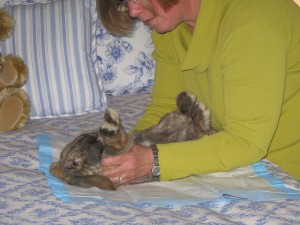 Photo of Susan Davis Physical Therapy Rabbit