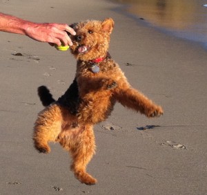 Photo of Cardiff Jumps for Joy in Laguna Beach