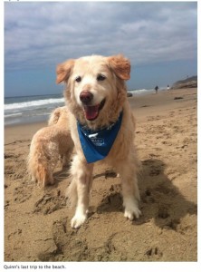 Photo of Quinn Last Trip to Beach