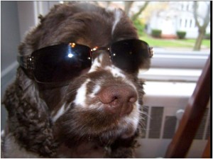 Photo of Dexter Fido Friendly Sunglasses