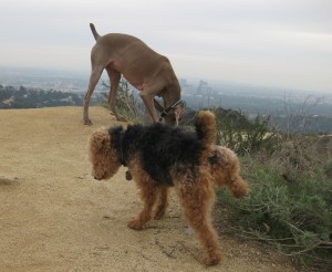 Photo of Cardiff Peeing Weimaraner Beverly Hills Franklin Canyon