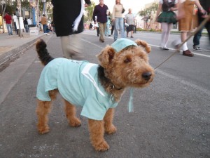 Photo of Cardiff Halloween West Hollywood Doggie Howser