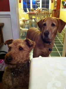 Photo of Cardiff and Spencer Show Great Interest in the Thanksgiving Holiday Meal