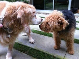 Photo of Cardiff Riley Sniff