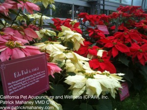 Photo of Poinsettia