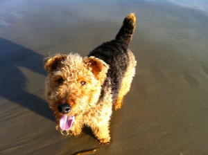 Photo of Cardiff Beach Smile Sun