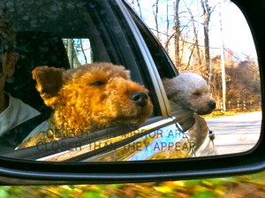 Photo of Cardiff Zoe Rear View Mirror