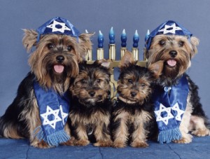 Photo of More Hannukah Dogs via Tosh.O
