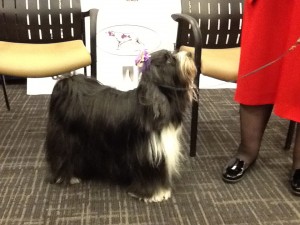 Photo of Sydney Tibetan Terrier