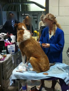 Photo of Brown Shoe Polish Applied to Smooth Coated Collie at Westminster 2012